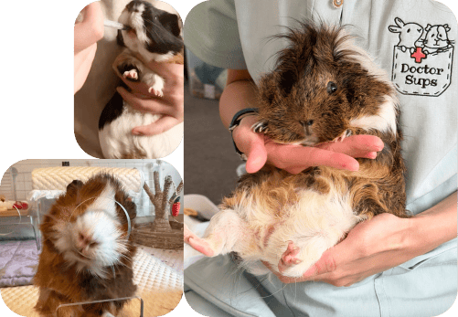 Our trusted veterinary partner