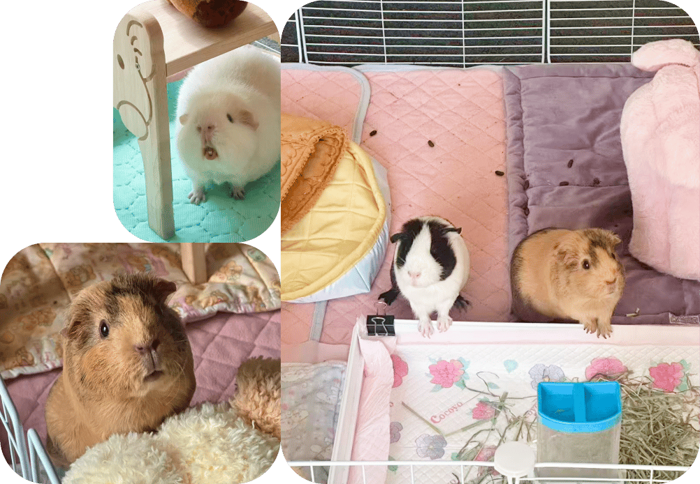 Guinea pig boarding