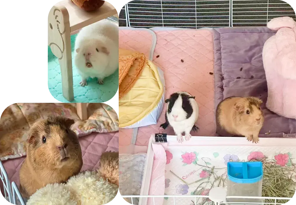 Guinea pig boarding