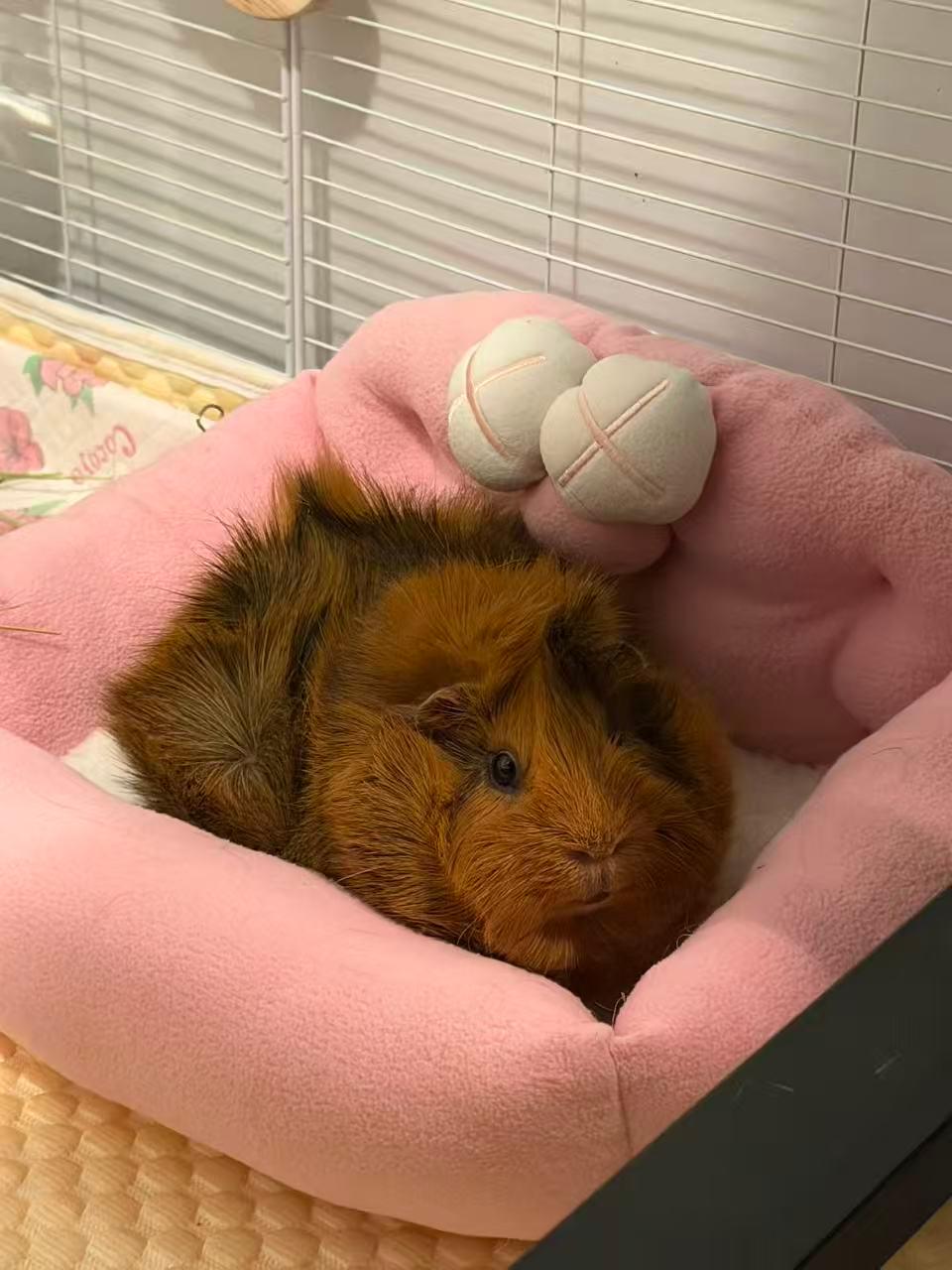 Guinea pig resting in a pink bed