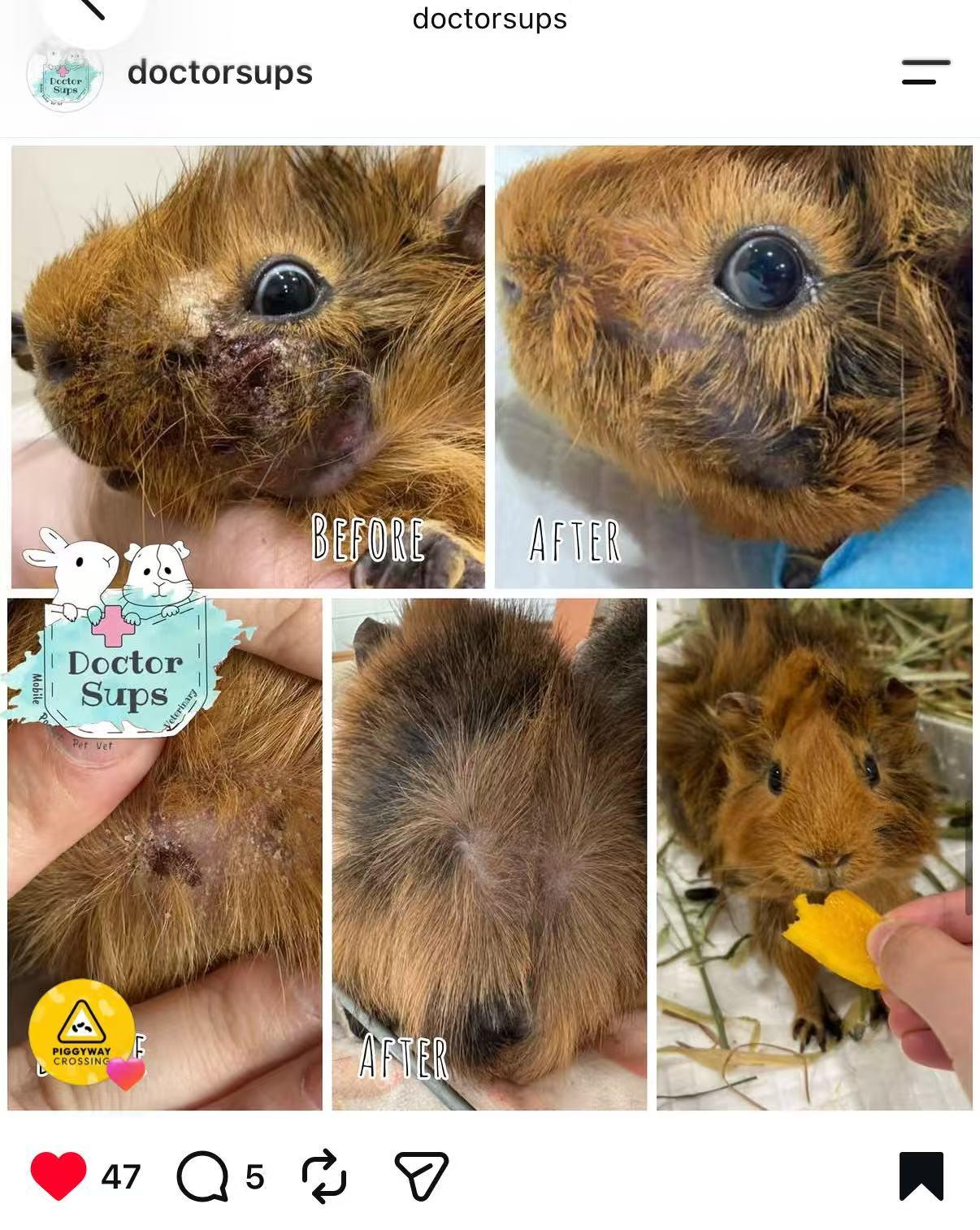 Before and after photos of a guinea pig's skin recovery