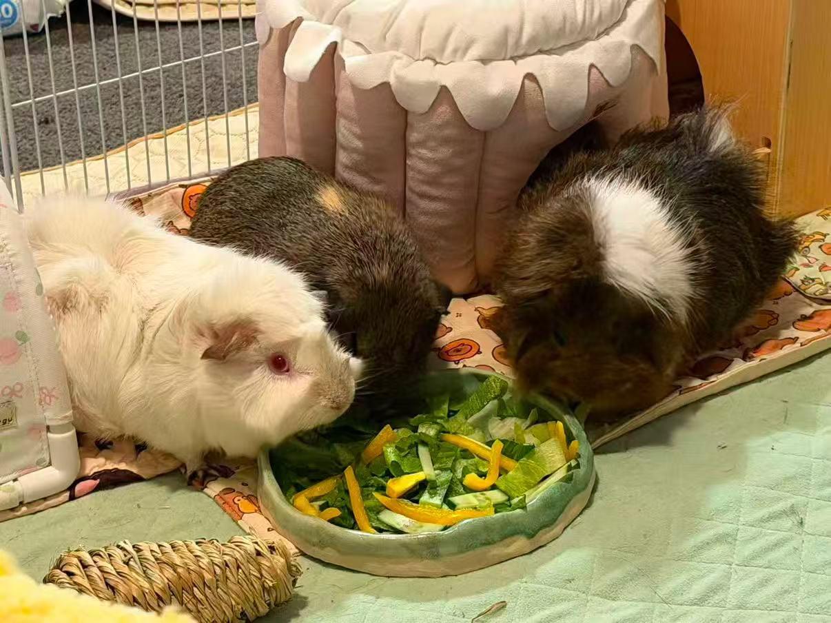 Three guinea pigs sharing a bowl of fresh vegetables