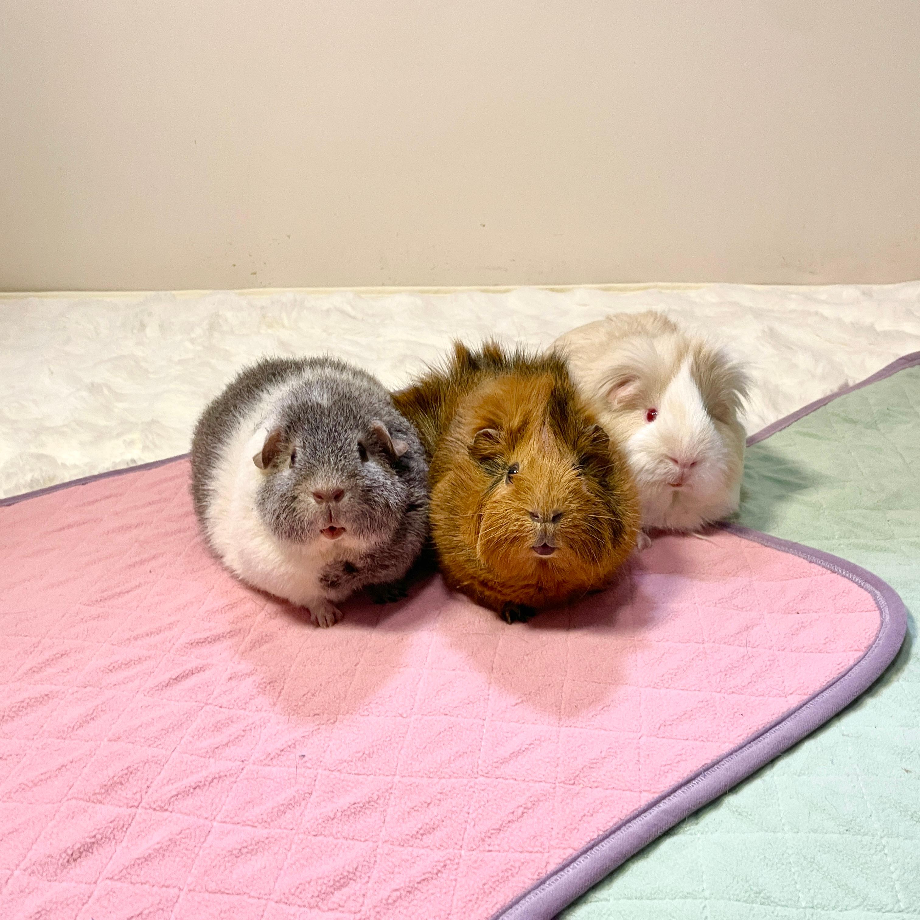 Three guinea pigs sitting together on a pink quilted cage liner