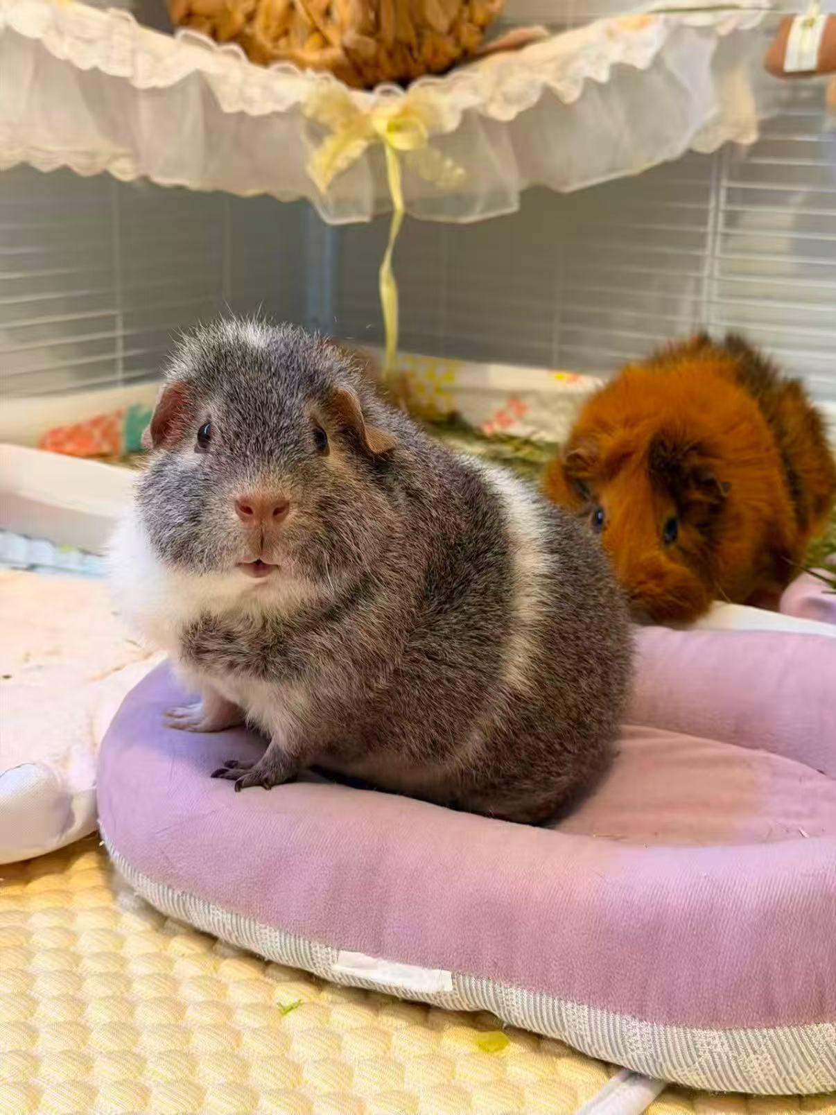 Two guinea pigs relaxing on a lilac cushion under a lace canopy